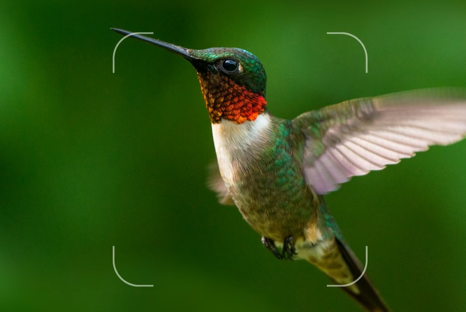 lens hummingbird